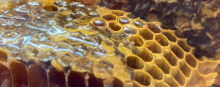 2023-08-24-impulsando_apicultura_local